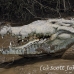 crocodile_american_tar_h_1529_cos2532.jpg